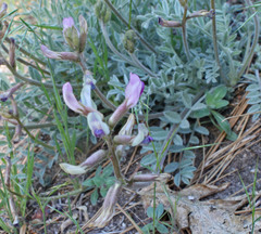 Astragalus leucolobus