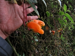 Columnea strigosa