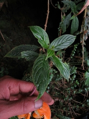Columnea strigosa