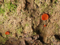 Scutellinia pseudotrechispora