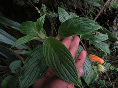 Columnea strigosa