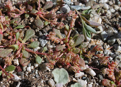 Calyptridium parryi parryi