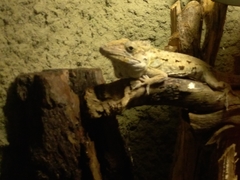 Anolis porcus