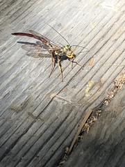 Megarhyssa nortoni