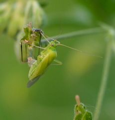 Calocoris affinis