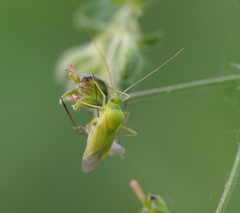 Calocoris affinis