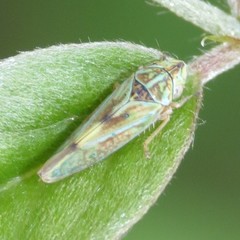 Graphocephala ignava