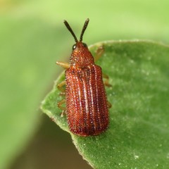 Baliosus ferrugineus