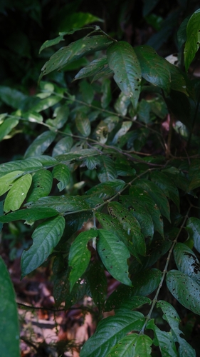 Urophyllum hirsutum observed 2024-07-22