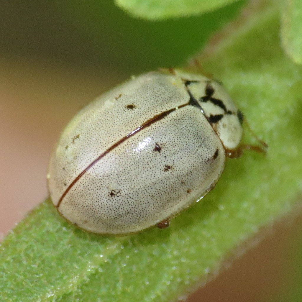 Ivory Lady Beetle