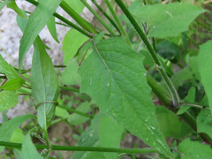 Lapsana communis communis