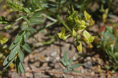 Astragalus douglasii douglasii