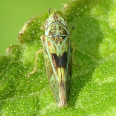 Graphocephala ignava