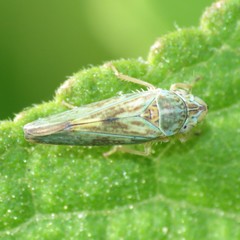 Graphocephala ignava