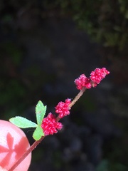 Lithophragma glabrum