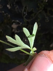 Lithophragma glabrum