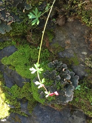 Lithophragma glabrum