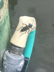 Calloides nobilis