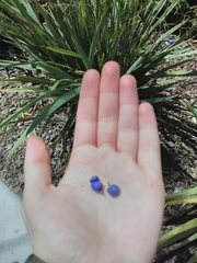 Dianella