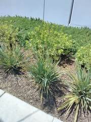 Dianella