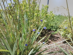 Dianella