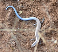 Plestiodon bilineatus