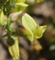 Astragalus douglasii douglasii