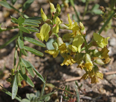 Astragalus douglasii douglasii