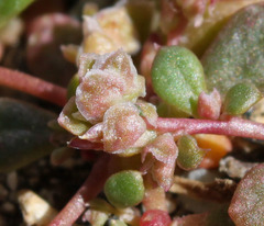 Calyptridium parryi parryi