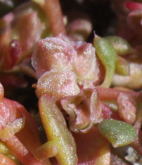 Calyptridium parryi parryi
