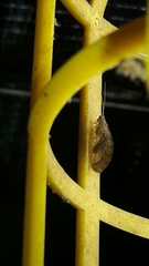 Nusalala tessellata