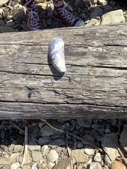 Mytilus californianus