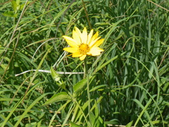 Helianthus occidentalis