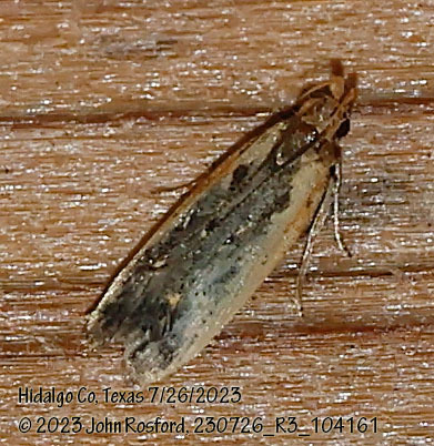 Dichomeris simpliciella photo 4