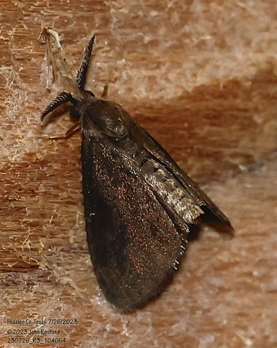 Glover's Bagworm Moth photo 5