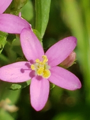Centaurium pulchellum