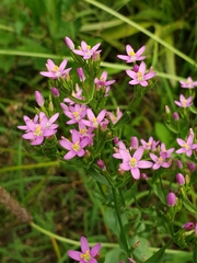 Centaurium pulchellum