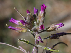 Boechera californica