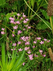 Centaurium pulchellum