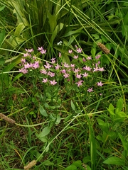 Centaurium pulchellum