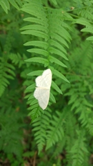 Scopula floslactata