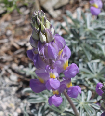 Lupinus excubitus austromontanus