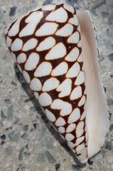 Conus marmoreus