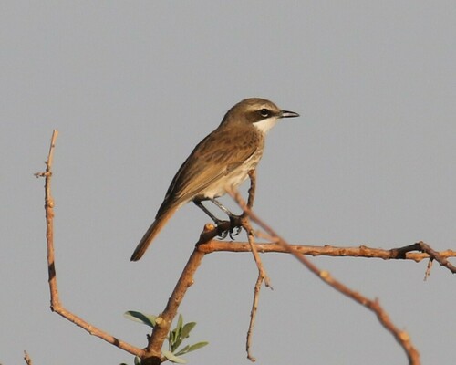 iNaturalist image