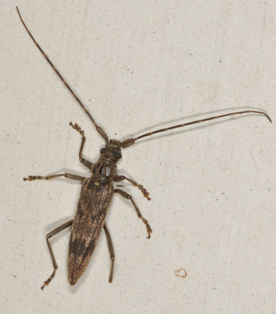 Disteniid Beetles