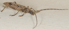 Elytrimitatrix undata
