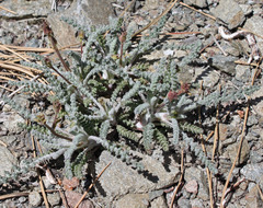 Chaenactis santolinoides