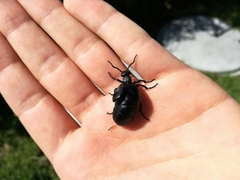 Meloe proscarabaeus