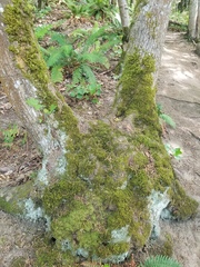 Antitrichia curtipendula