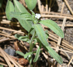 Cryptantha echinella